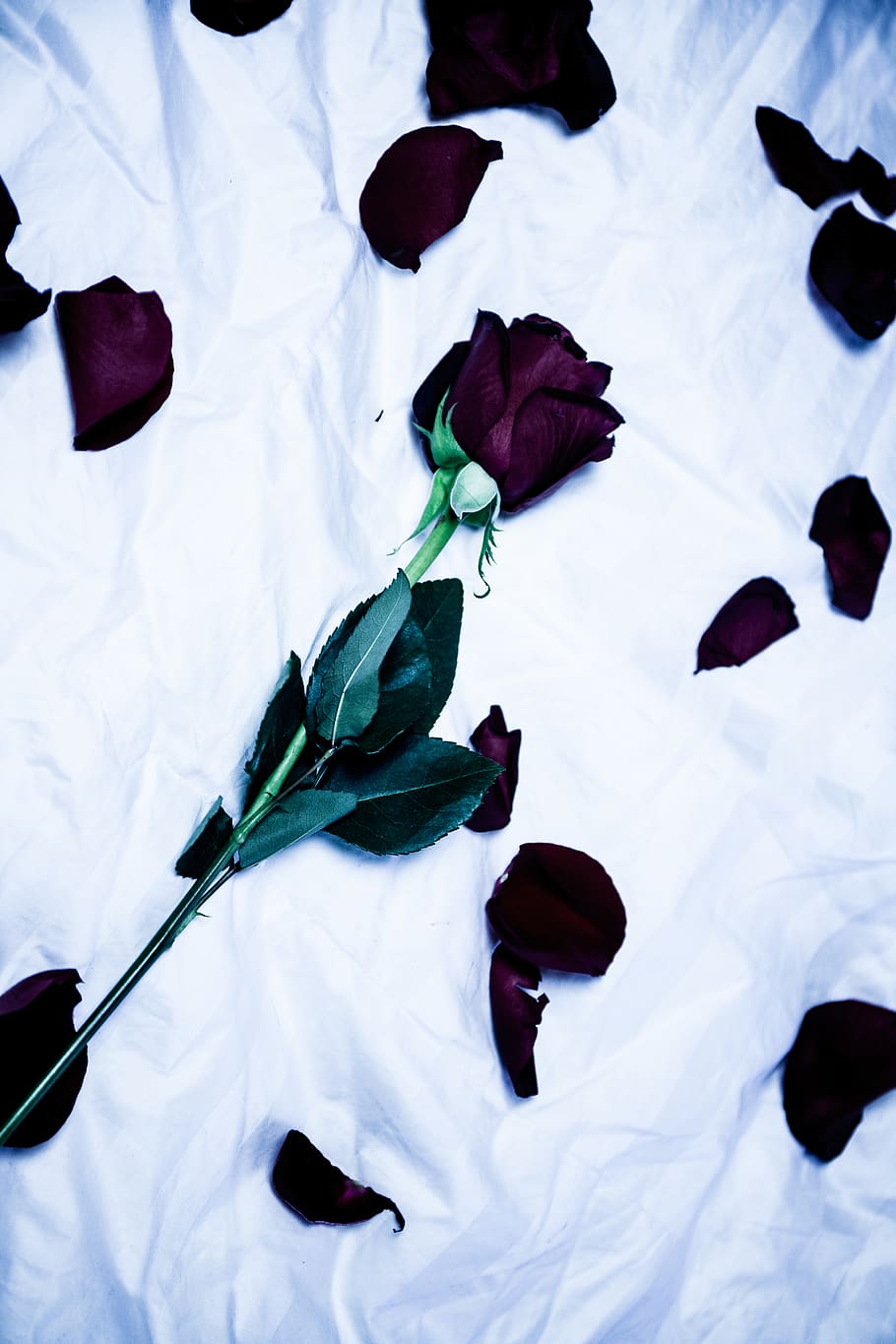 flower, floral, rose, valentine, petals, dead, sad, dark, nature, HD wallpaper