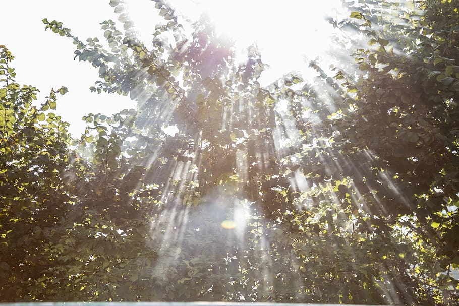 sun rays, trees, summer, smoke, plant, beauty in nature, sunlight HD wallpaper