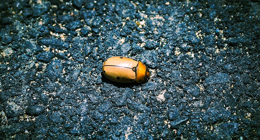 bug, street, picture frame, floor, urban, no people, close-up HD wallpaper
