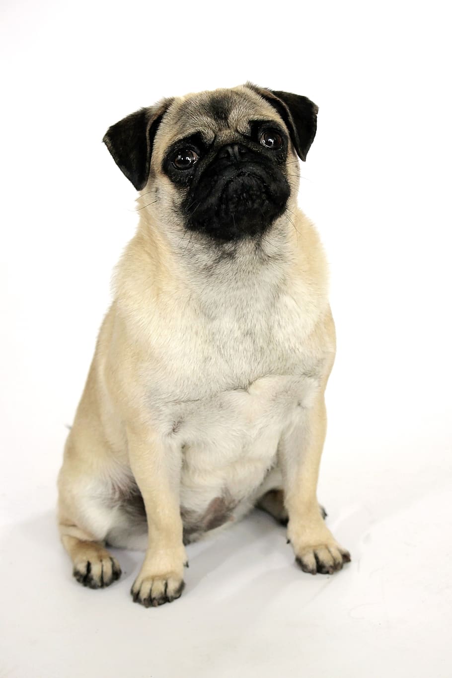 dog, canidae, pug, cute, pet, sweet, animal, puppy, nice, one animal