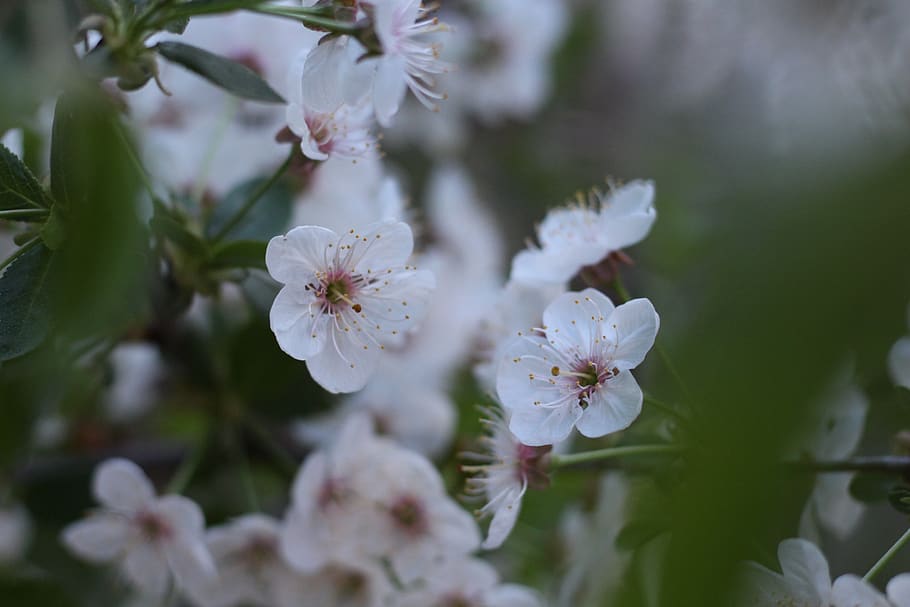 apple, tree, white, branch, orchard, spring, nature, healthy HD wallpaper