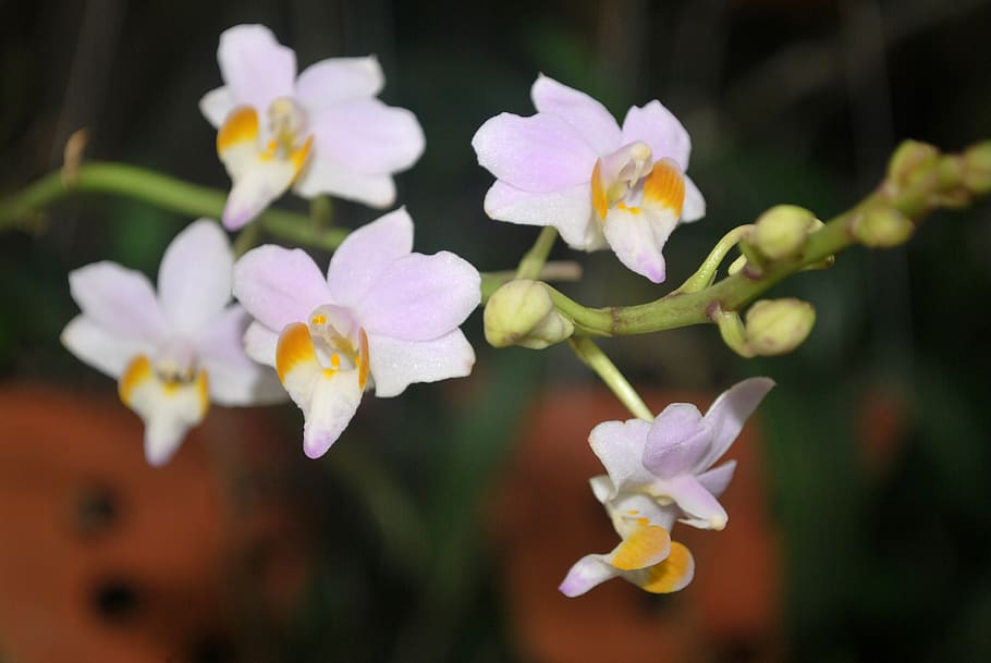 flower, orchids, rolling, scallops, message mountain, purple flowers HD wallpaper