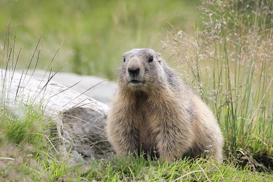 gray animal, animal wildlife, grass, animal themes, animals in the wild HD wallpaper