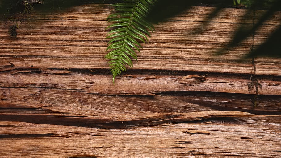 green leaf on brown surface, plant, flora, fern, united states HD wallpaper