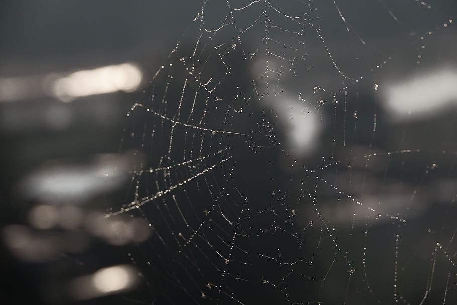 spider web, drops, rosa, beads, dewdrop, morning, wet, nature HD wallpaper