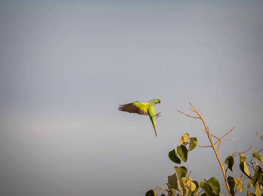 rose ringed parakeet, animals in the wild, animal wildlife, animal themes HD wallpaper