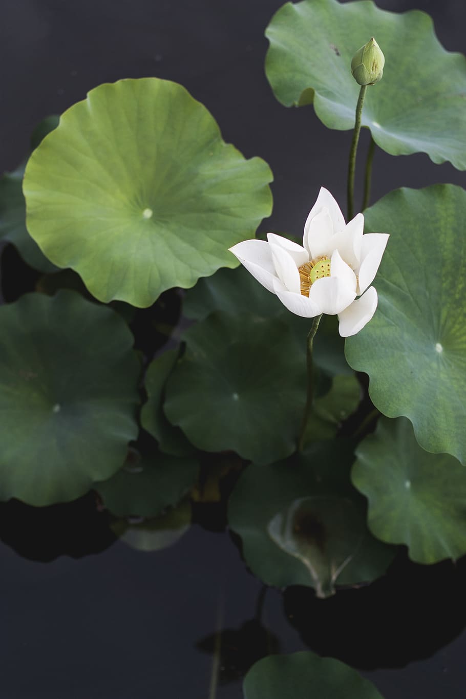 white lotus flower, plant, flowering plant, beauty in nature HD wallpaper
