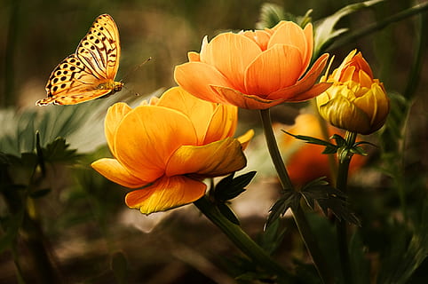 Orange Flower With Butterfly, bloom, blossoms, buds, flowers HD wallpaper