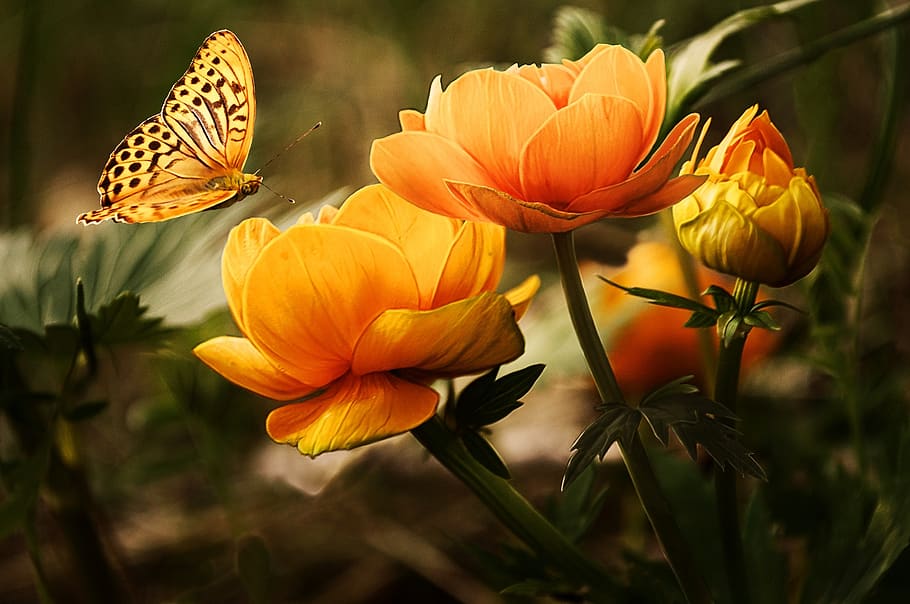 Orange Flower With Butterfly, bloom, blossoms, buds, flowers HD wallpaper
