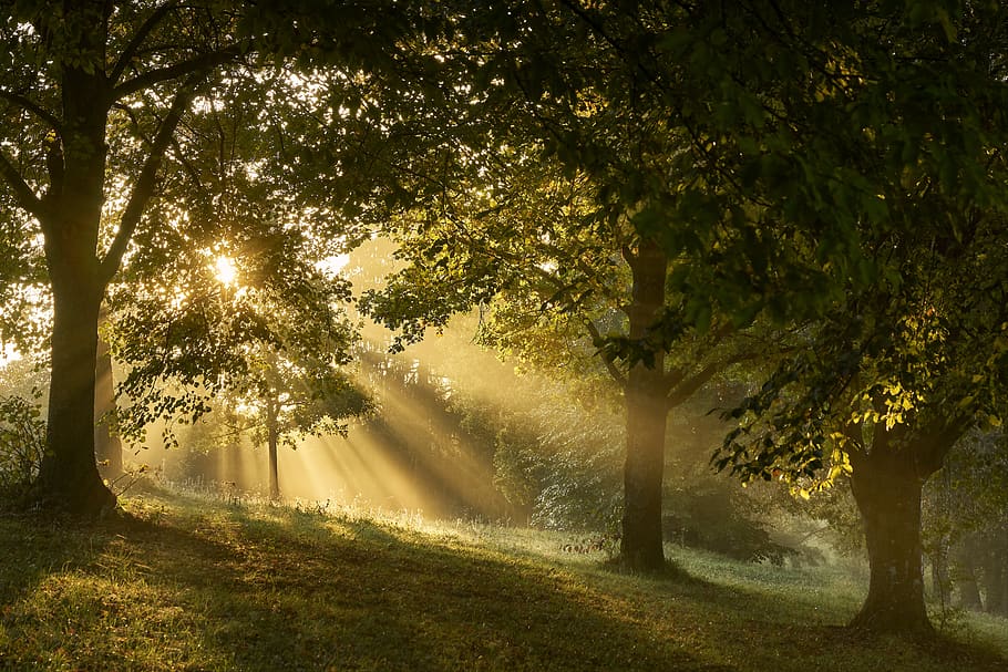 fog, forest, magic, sunlight, mood, morgenstimmung, atmospheric HD wallpaper