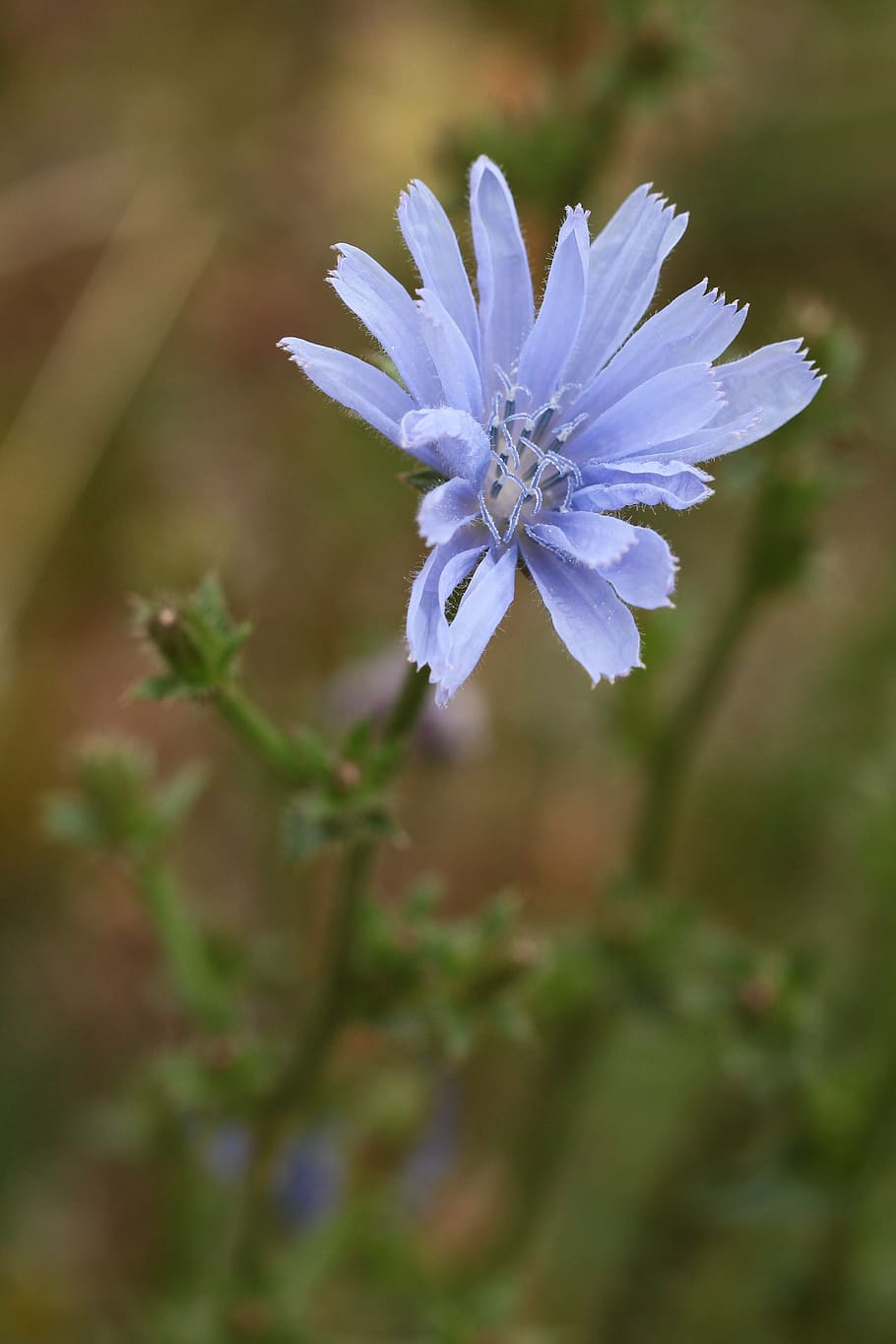 czechia, choceradská, flower, flowering plant, vulnerability HD wallpaper