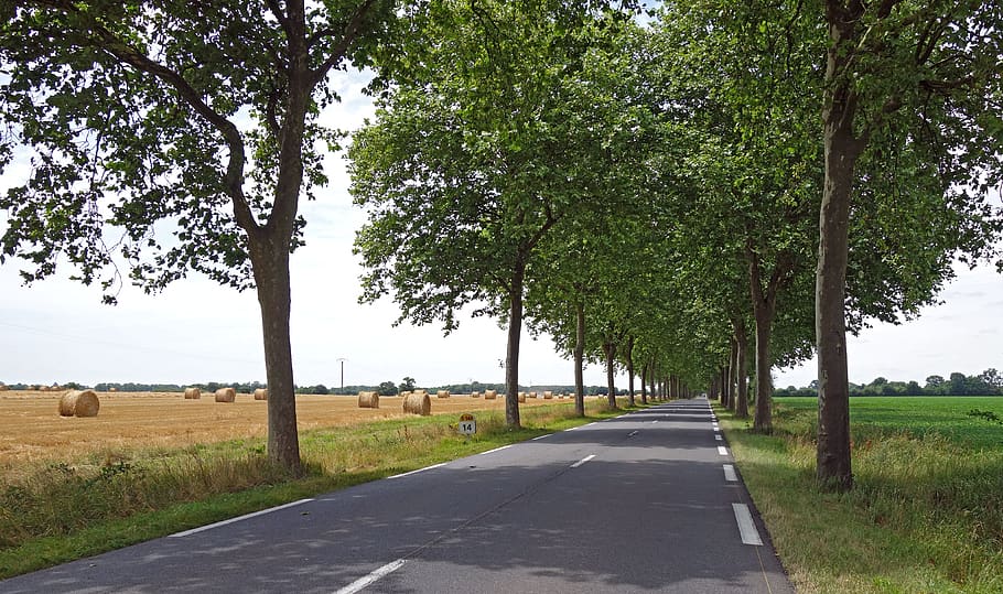 france, vendée, trees, road, plant, direction, the way forward HD wallpaper