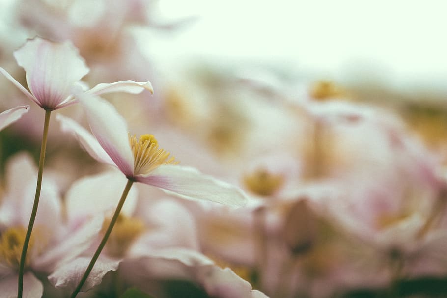 white petaled flowers, plant, flowering plant, beauty in nature HD wallpaper