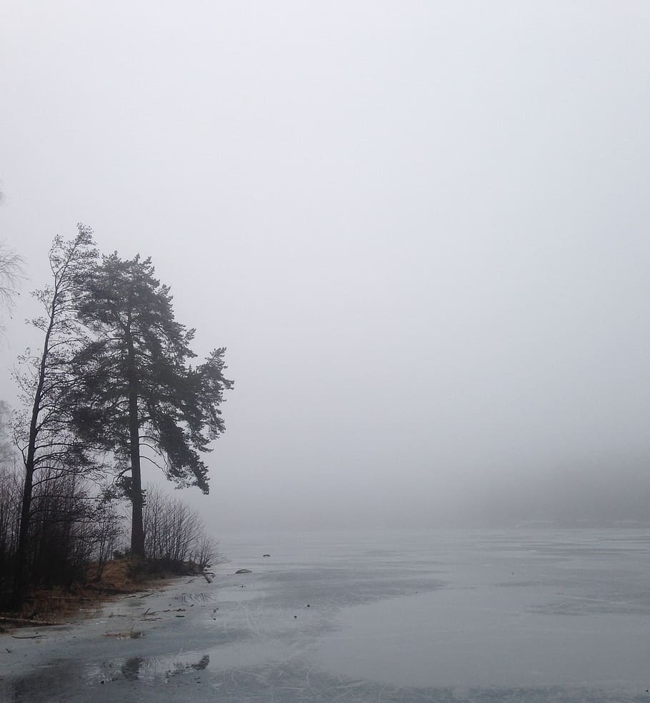 norway, sognsvann, forest, trees, fog, nature, lake, plant HD wallpaper