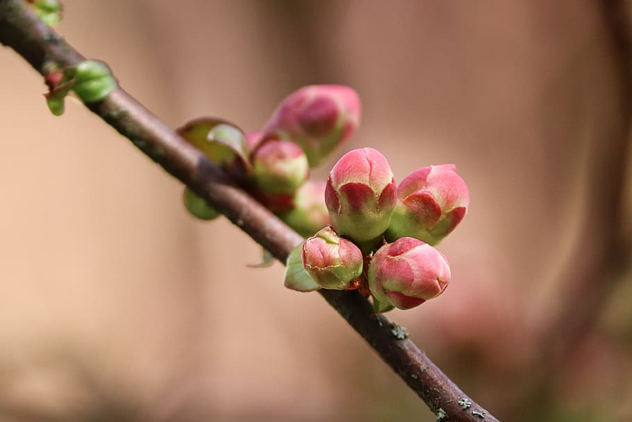 bud, branch, go up, drive, spring, sprout, flowers, pink, tree HD wallpaper