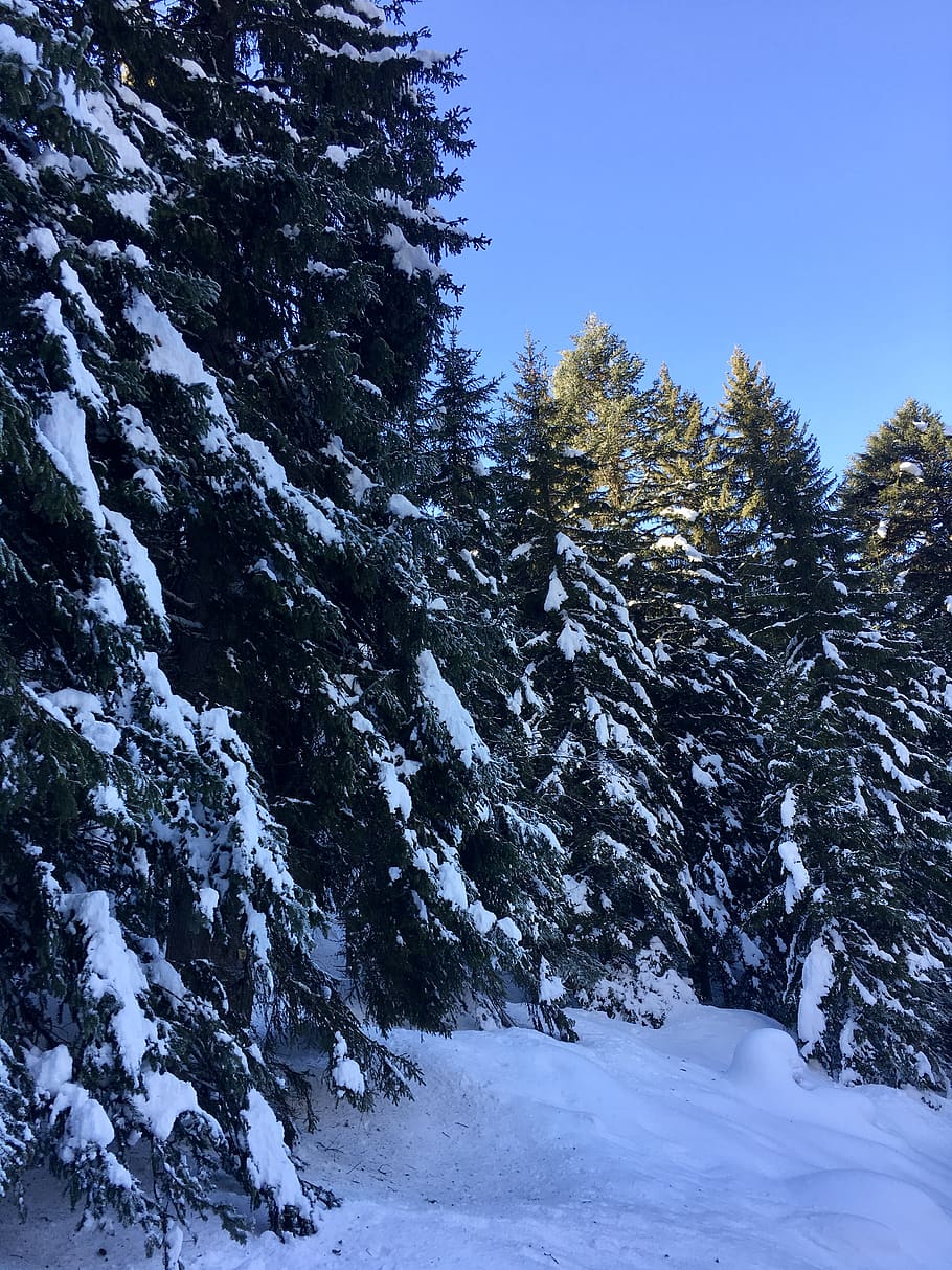 snow, cold temperature, winter, tree, beauty in nature, plant HD wallpaper
