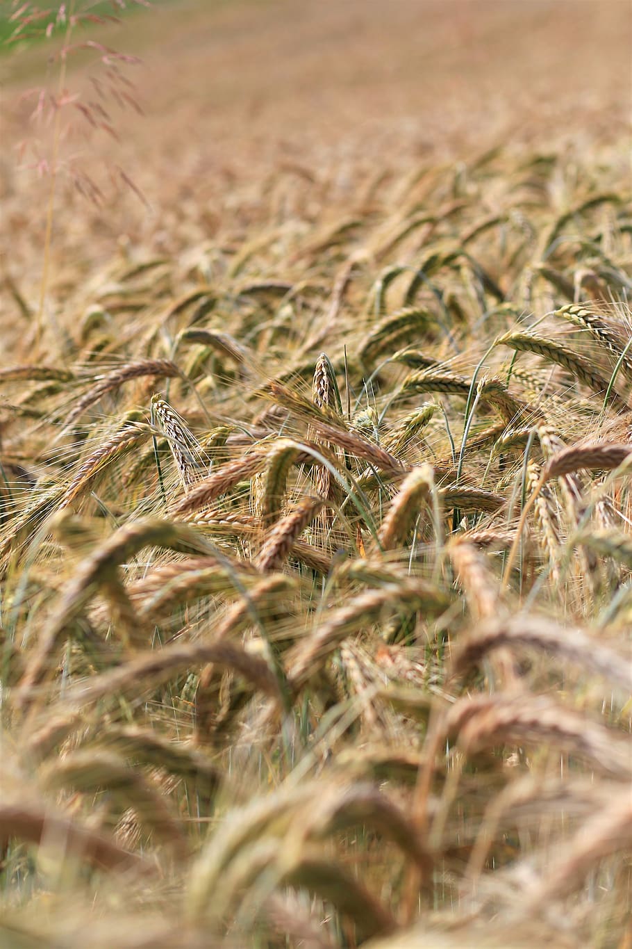 grain, nature, wheat, plant, land, growth, crop, field, agriculture HD wallpaper