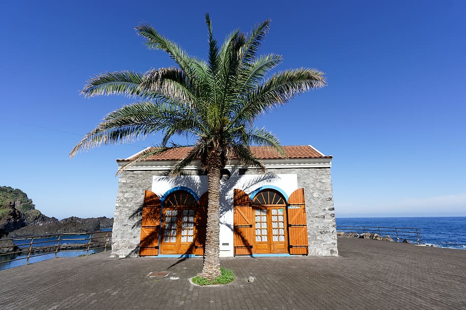 palm tree beside house, villa, summer, building, housing, plant HD wallpaper