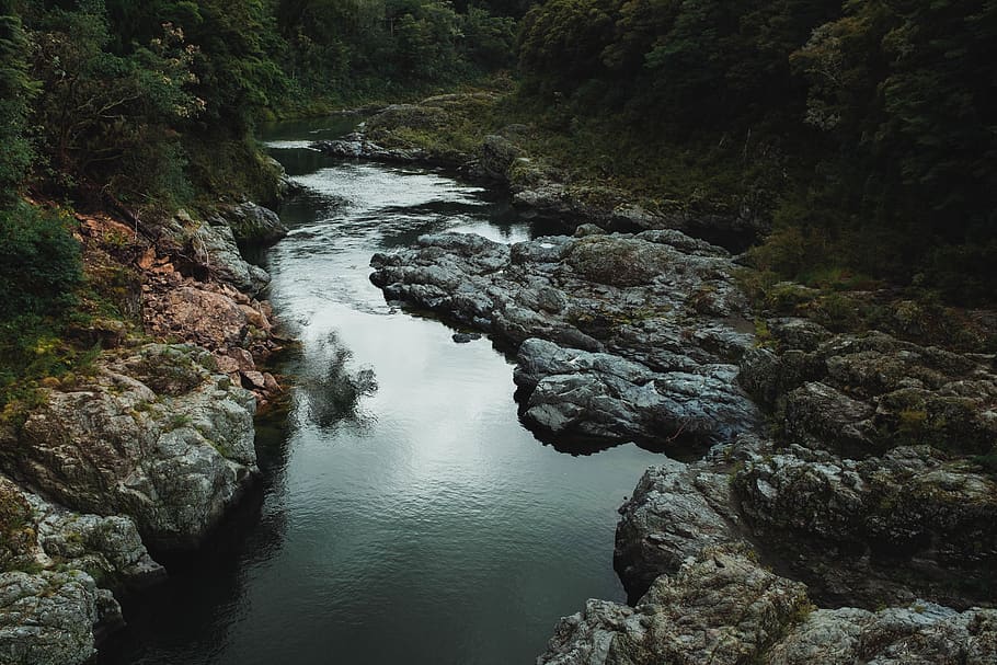 green trees beside river during daytime, water, rock, beauty in nature HD wallpaper