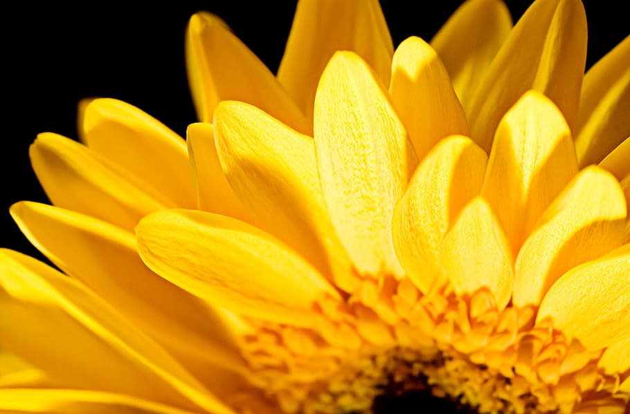 con2011, beautiful, detail, flower, flowers, nature, petal HD wallpaper