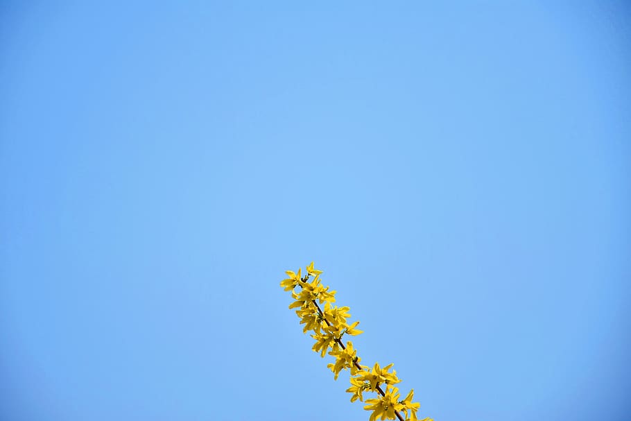 yellow leaves, plant, flower, blossom, petal, animal, bird, flying HD wallpaper