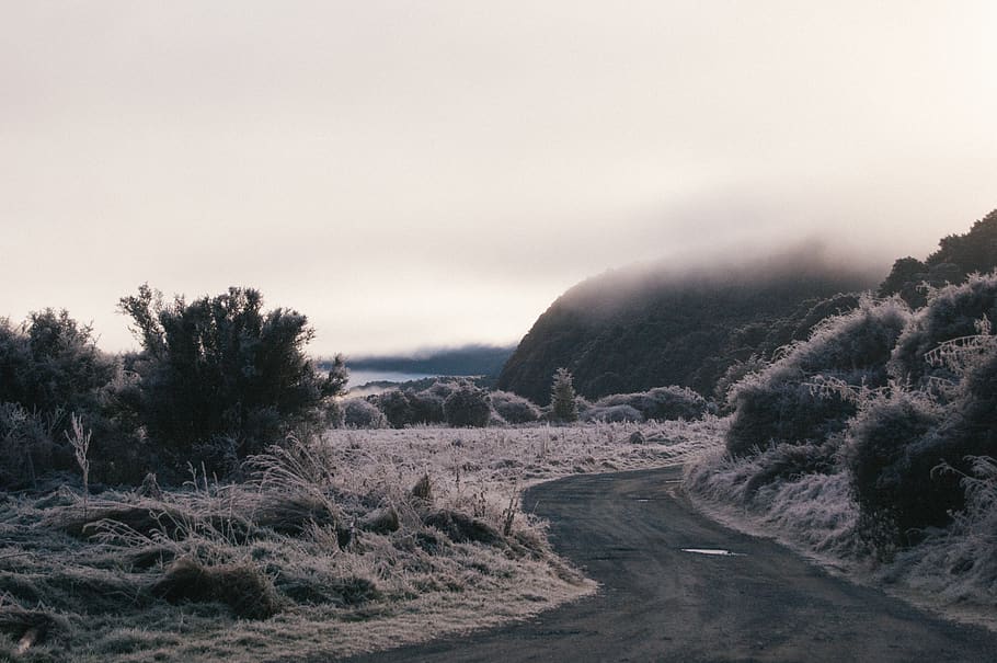 new zealand, te anau downs, frost, mist, cold, nature, morning