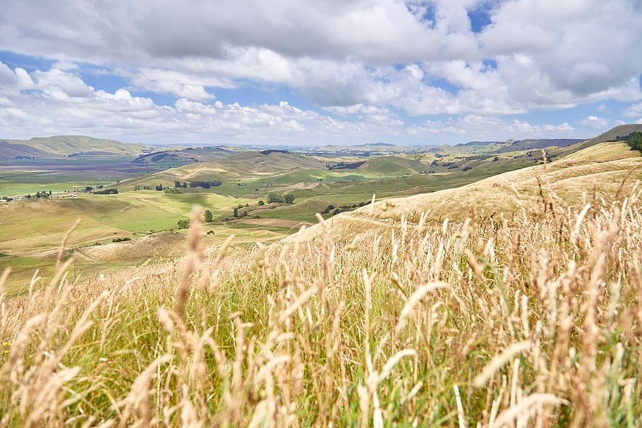 brown grass field, landscape, beauty in nature, environment, scenics - nature HD wallpaper