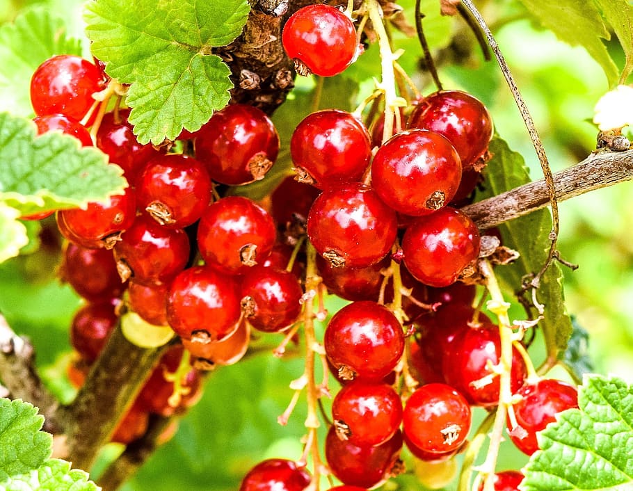 red, berries, fresh, fruit, food, nature, sweet, ripe, food and drink HD wallpaper