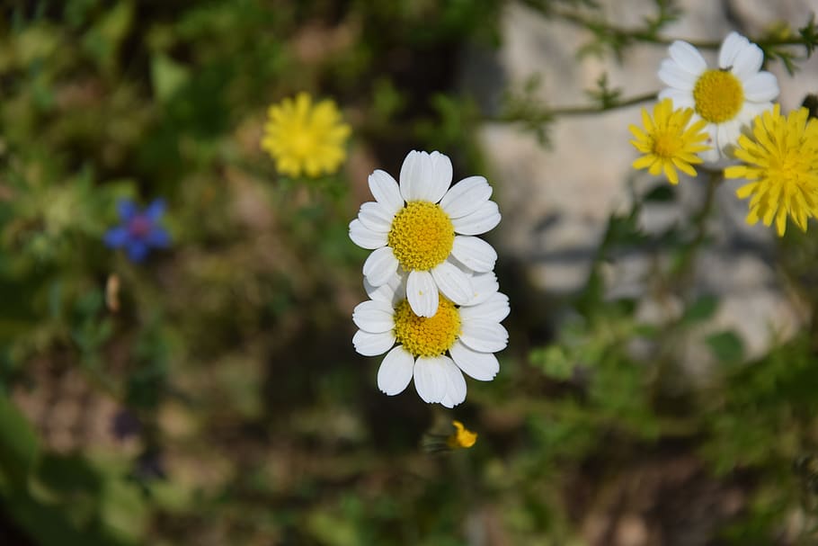 flowers, spring, yellow, nature, blossom, white, springtime HD wallpaper