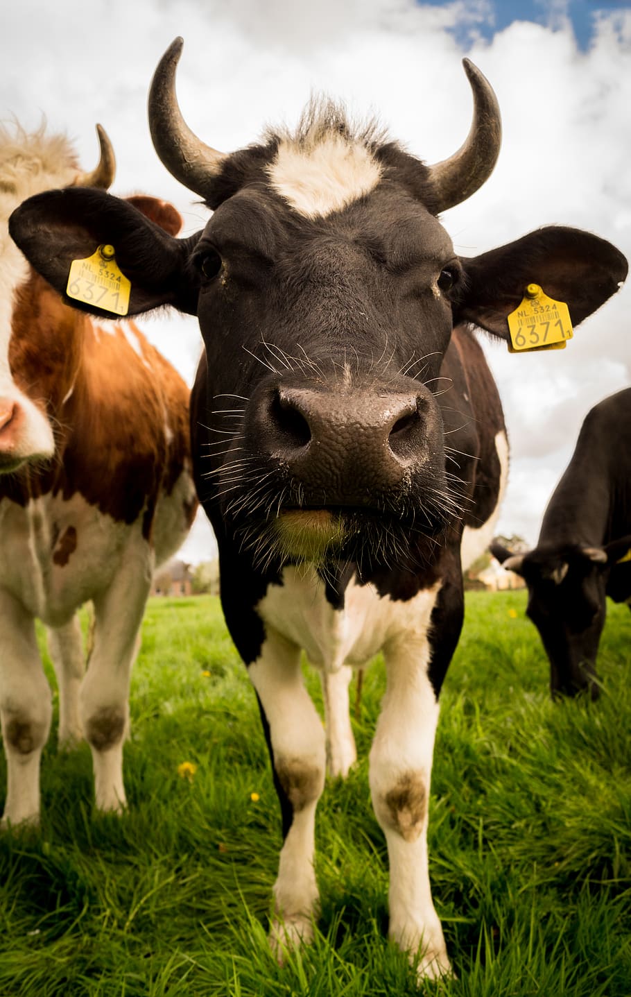 cows, animals, farm, meadow, grass, field, mammal, domestic animals HD wallpaper