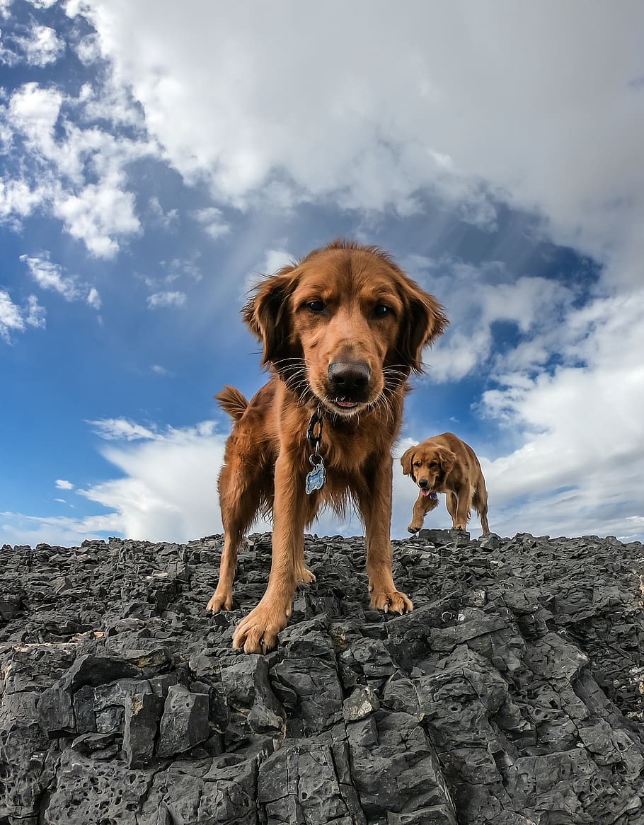 two dogs standing on cliff, animal, puppy, pet, mammal, canine HD wallpaper