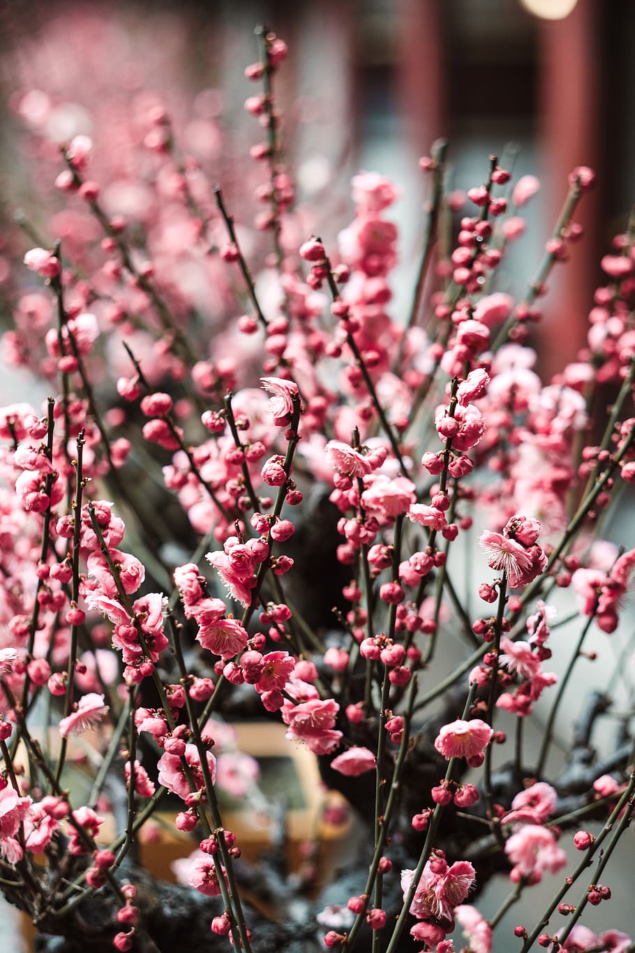 pink-petaled flower, plant, blossom, china, cherry blossom, shanghai HD wallpaper
