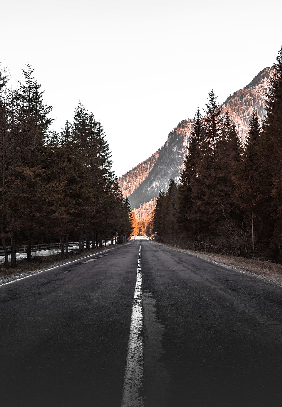 concrete road between tall trees facing mountain, forest, woodland HD wallpaper