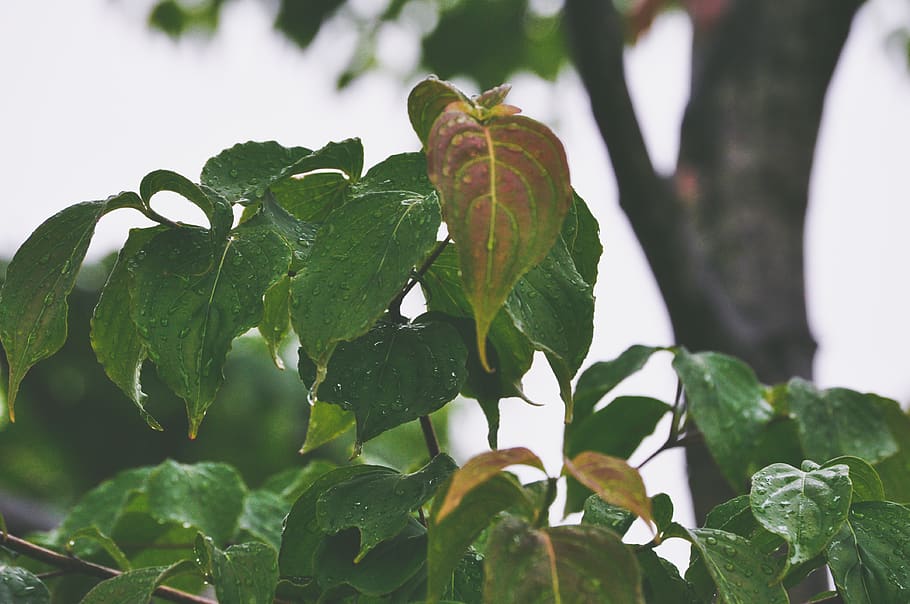 foliage, lush, leaf, leafe, red, green, droplet, water drop HD wallpaper