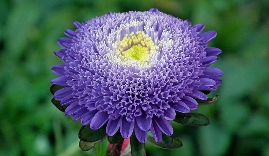aster, flower, violet, nature, garden, blooming, closeup, flowering plant HD wallpaper