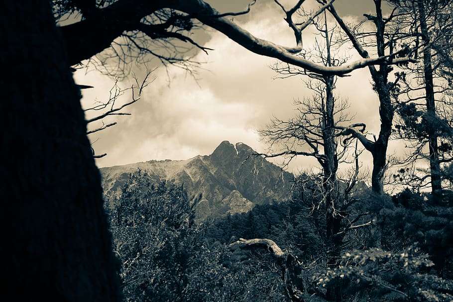 tree, sky, mountain, plant, beauty in nature, cloud - sky, tranquility HD wallpaper