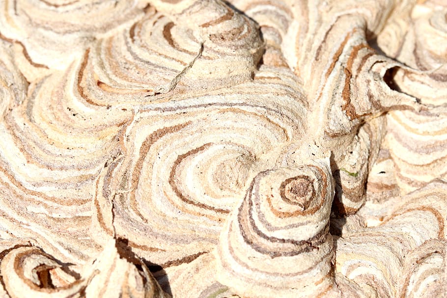 nature, background, texture, pattern, grain, insect, wasps HD wallpaper