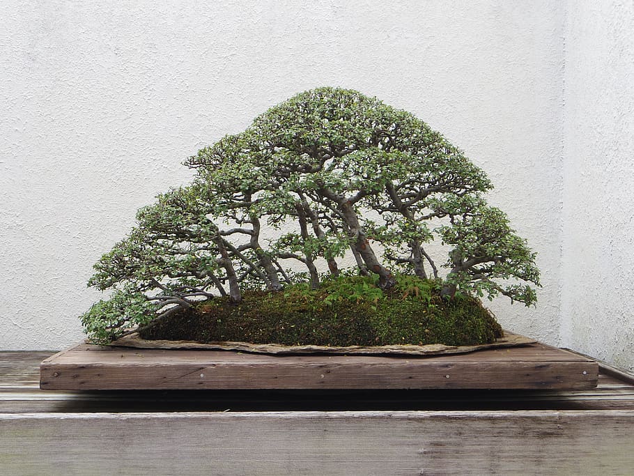 bonsai, tree, nature, plant, green, pot, japanese, garden, miniature