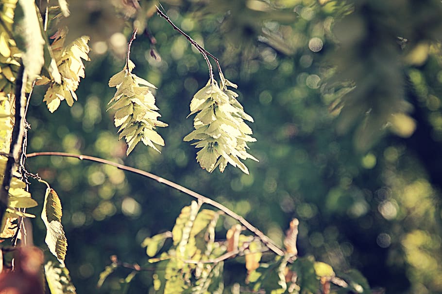 green, forest, woods, leaves, flora, plant, tree, spring, growth HD wallpaper