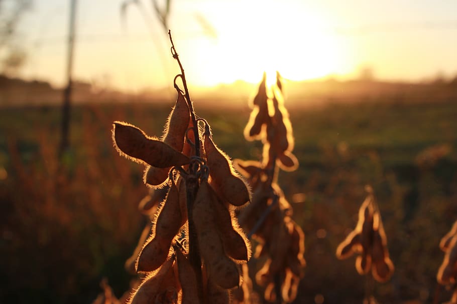 farm, sunset, beans, focus on foreground, sky, nature, close-up HD wallpaper