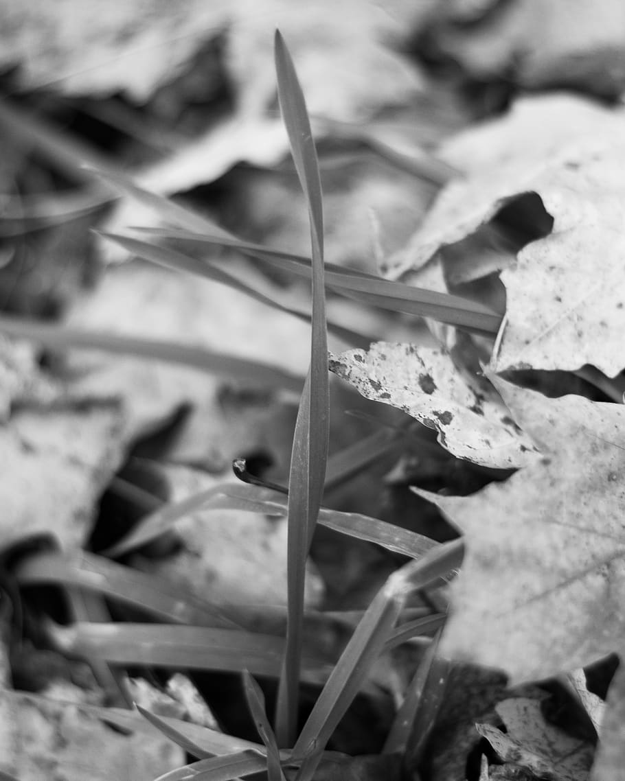 grass, leaves, autumn, plant part, leaf, growth, close-up, nature HD wallpaper