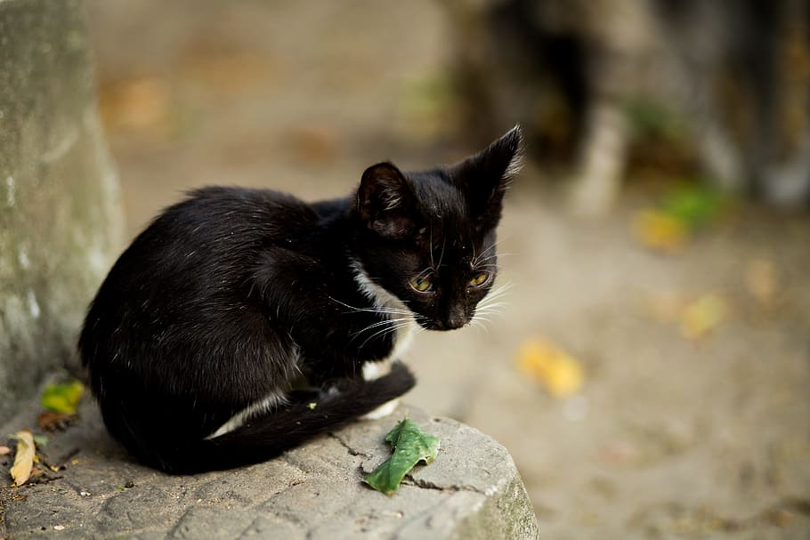 Black Cat Sitting on Gray Concrete Ledge, animal, blurred background HD wallpaper