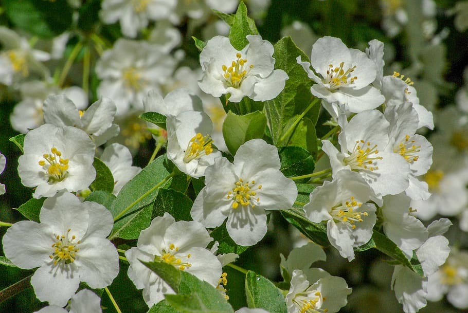 flowers, summer, bloom, nature, outdoors, plants, flora, flowering plant HD wallpaper