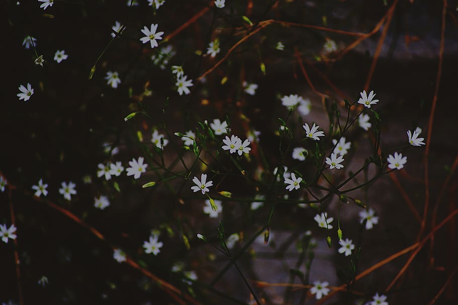 Close-Up Photo of Petaled Flowers, art, beautiful, bloom, blooming HD wallpaper