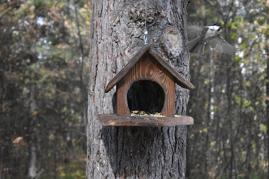 forest, feeder, birds, tit, tree, pine, nature, nutrition, plant HD wallpaper