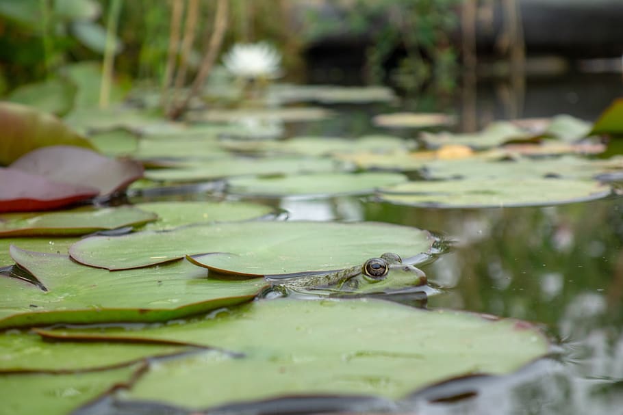 frog, gerardo, mare, green, water lilies, nature, lake, vertebrate HD wallpaper
