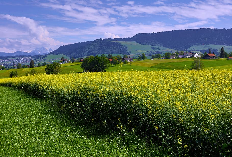 switzerland, hirzel, mountain, tree, forest, farm, house, yellow HD wallpaper