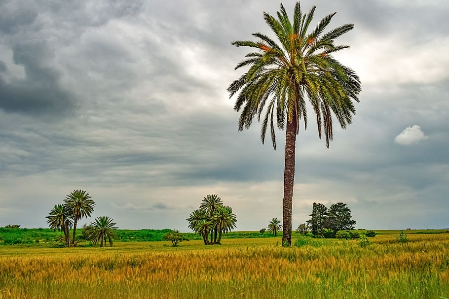 palm tree, trees, landscape, scenery, nature, meadow, sky, clouds HD wallpaper