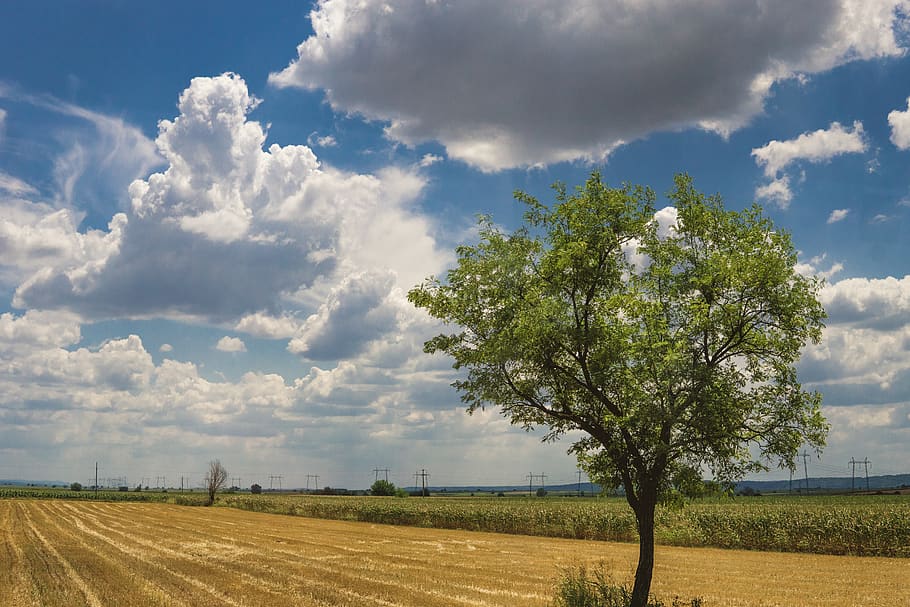 tree, sky, open fields, roadtrip, clouds, travel, plant, cloud - sky HD wallpaper