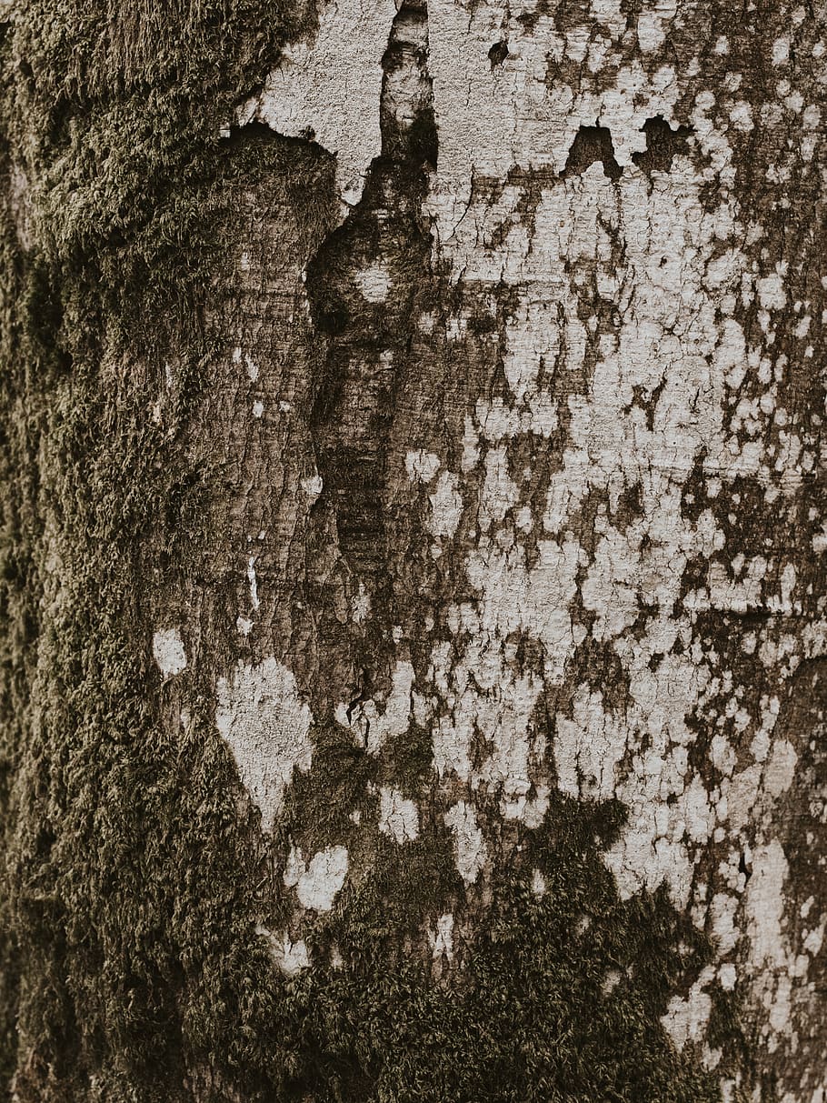 brown and white tree bark, rug, home decor, rock, plant, collage, HD wallpaper